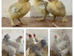 Kycklingar Stor Brahma Isab...