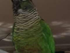 grönkindad conure papegoja