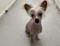 Chinese Crested/Chihuahua