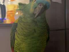 blåpannad amazon papegoja