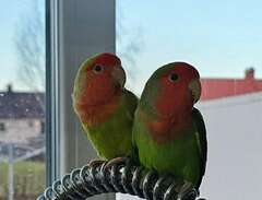 par och unga dvärg papegojor