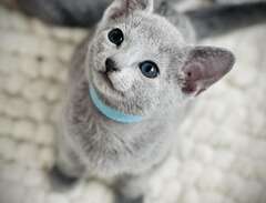 Russian Blue kattunge, stam...