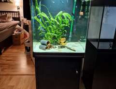 akvarium 240 liter