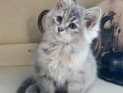 helt underbar sibirisk katt...