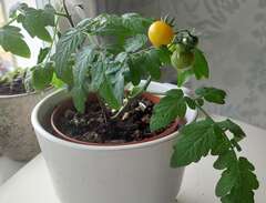 Tomatplantor