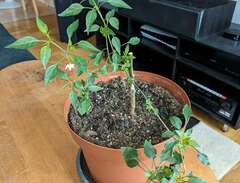 chiliplanta Cayenne årsplanta