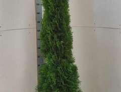 Thuja Smaragd 210cm