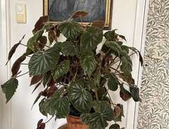 Gigantisk Begonia Oldemor