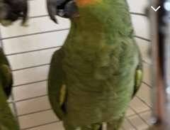 amazon papegoja