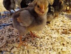 kycklingar kläckta 27mars