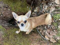 Chihuahua vuxen tik