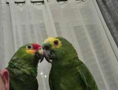 ett par amazon papegojor
