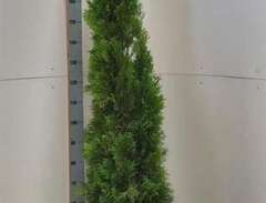 Thuja Smaragd 230cm