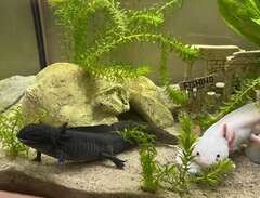 axolotlar