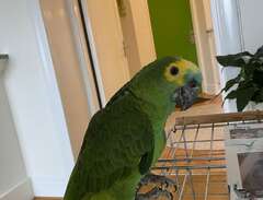 ett par amazon papegojor