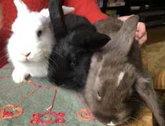 Kaninungar / kaniner