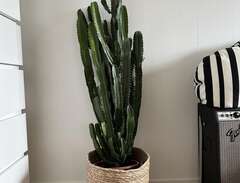 Stor kaktus
