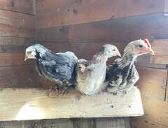 3 kycklingar