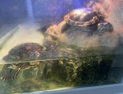2 Rödörade sköldpaddor