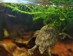 Mysksköldpaddor inkl akvari...
