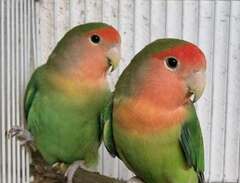 unga dvärg papegojor