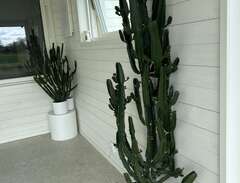 Kaktusar med kruka