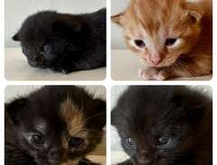 4 underbara kattungar