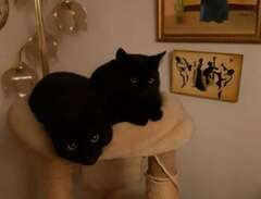 Två kattbröder