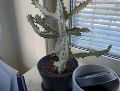 Euphorbia lactea ’White Gho...
