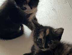 Två kattungar söker nya hem!