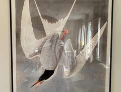 Poster ”Great Tern”, 70x100