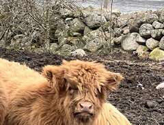 highland Cattle Kor o kalvar
