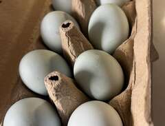 Cream legbar ägg - 100% ren...