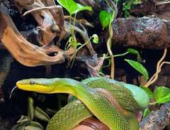 Red tailed racer orm. Exo t...