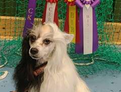 Chinese crested hane