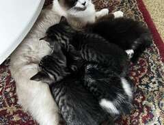 4 söta kattungar