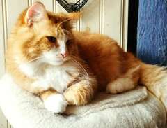 sibirisk katt 1.5 år världe...