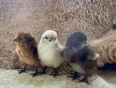 Hedemora kycklingar