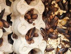 Reptilmat - Dubia kackerlackor