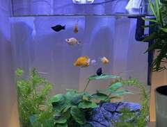 Akvarium 30 l med fisk