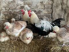 Hönor kycklingar Sulmtaler