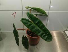 Philodendron billietiae RAR...