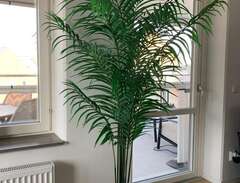 Areca Palm 180cm