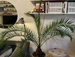 30 årig Palm växt
