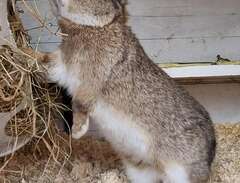 kaniner med stamtavla