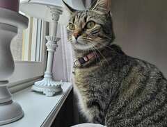 Adorable Indoor Cat Seeks L...