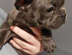 Blå vacker fransk bulldog t...
