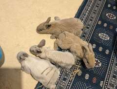 Gotlands kaniner