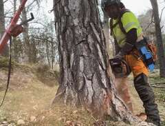 Trädfällning 50% RUT-avdrag