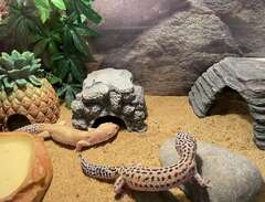 2st Leopardgecko med terrarium